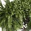 Collection plant vol 1008 V-ray 6 max 2015