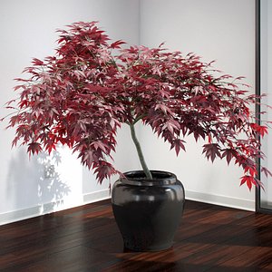 japanese maple max