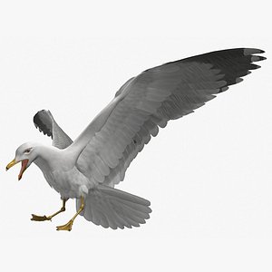 California Gull