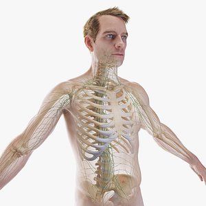 Human Male Body Skeletono and Lymphatic System Static 3D model