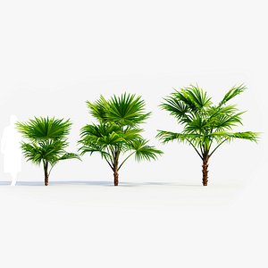 3D Chuniophoenix hainanensis a