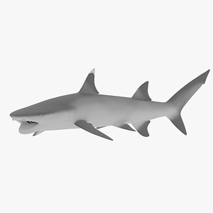 3D model White Tip Reef Shark