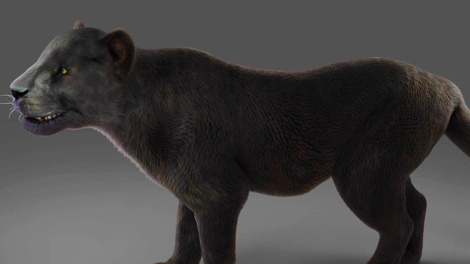 Fur Black Panther Rigged and Animation in Blender model https://p.turbosquid.com/ts-thumb/hZ/r49vUW/2u/03/jpg/1677859130/1920x1080/fit_q87/30ac1ce26882ba698a1e754218993a340bb7ca67/03.jpg