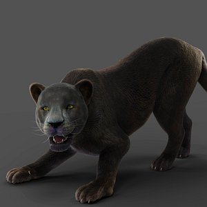 Fur Black Panther Rigged and Animation in Blender