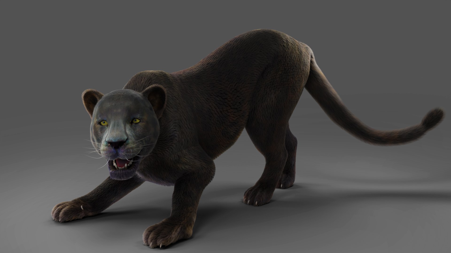Fur Black Panther Rigged and Animation in Blender model https://p.turbosquid.com/ts-thumb/hZ/r49vUW/NU/01/jpg/1677859128/1920x1080/fit_q87/4b3f440d3c1ba469b92b0992a05443a365e534c3/01.jpg