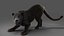 Fur Black Panther Rigged and Animation in Blender