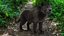 Fur Black Panther Rigged and Animation in Blender
