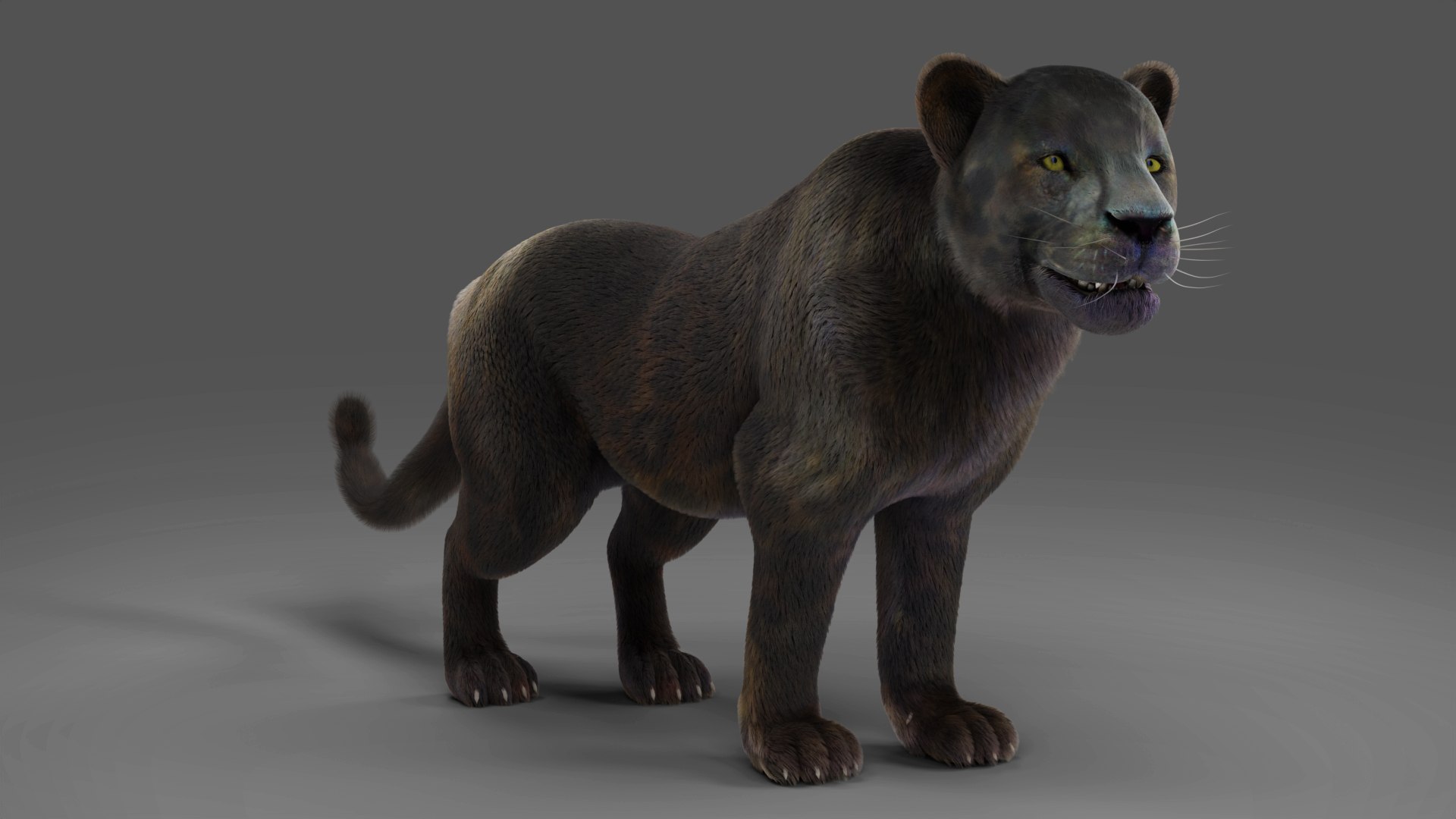 Fur Black Panther Rigged and Animation in Blender model https://p.turbosquid.com/ts-thumb/hZ/r49vUW/px/04/jpg/1677859133/1920x1080/fit_q87/e85ad58927b3f56e82716876d85ed3263e8cf2d9/04.jpg