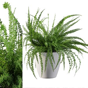 Fern in white pot