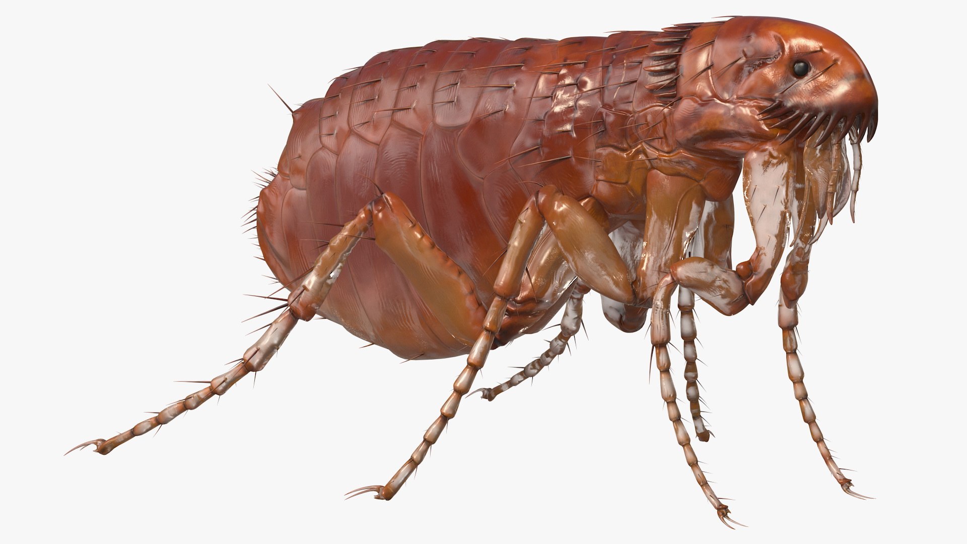 Flea Standing Pose 3D model preview