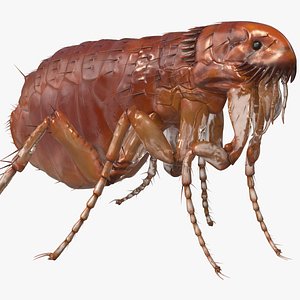 flea standing pose model