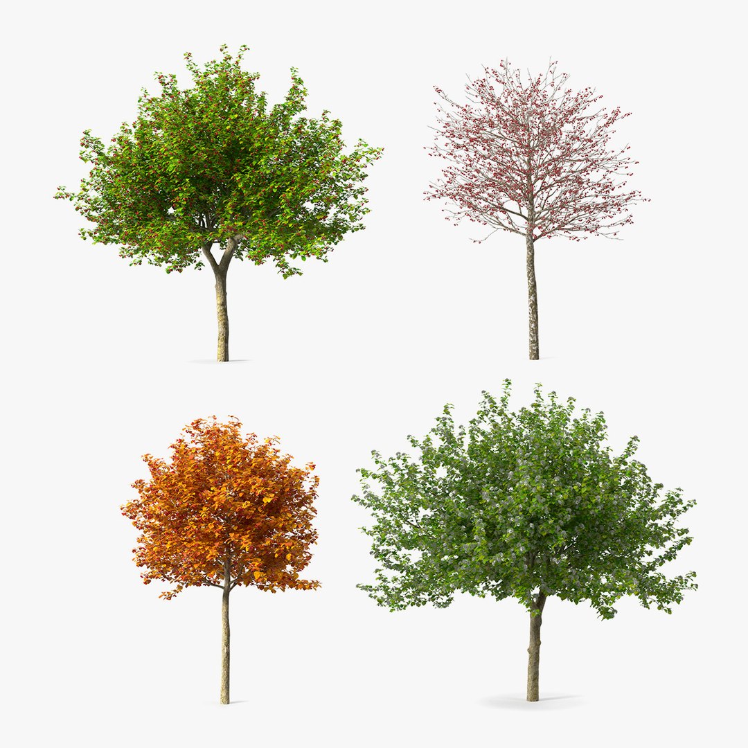 Cockspur Hawthorn Trees Collection 3D model preview