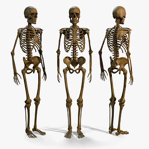 Human Male Skeleton