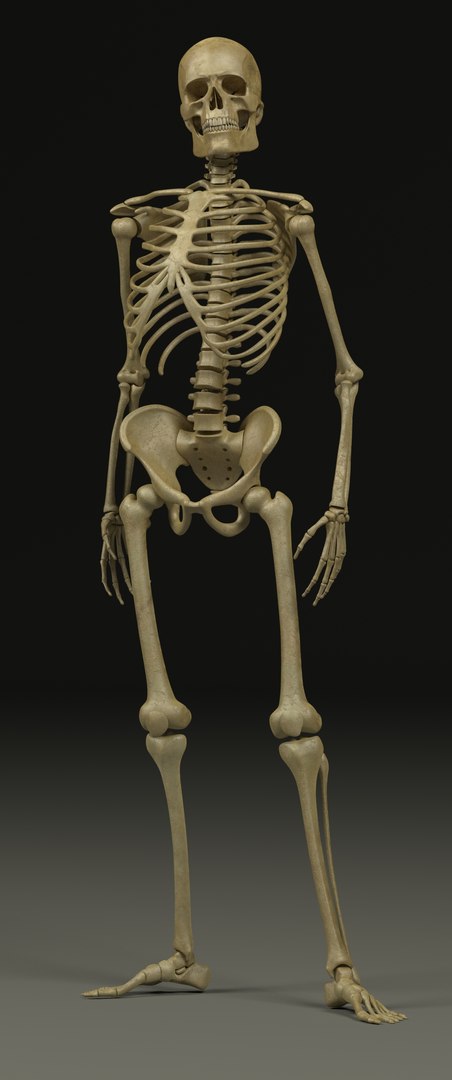 Human 3D Model - TurboSquid 1231294