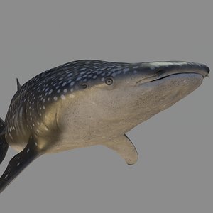 realistic whale shark rigged 3D model