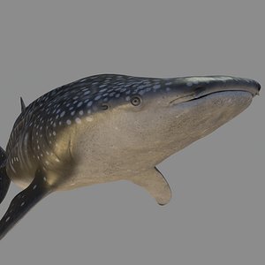 Whale shark rigged and animated for Cinema 4d