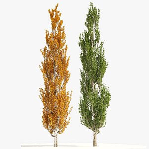 Summer and Autumn Lombardy poplar trees 3D model