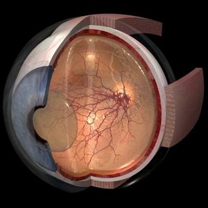 Eye Ball - Whole & Section