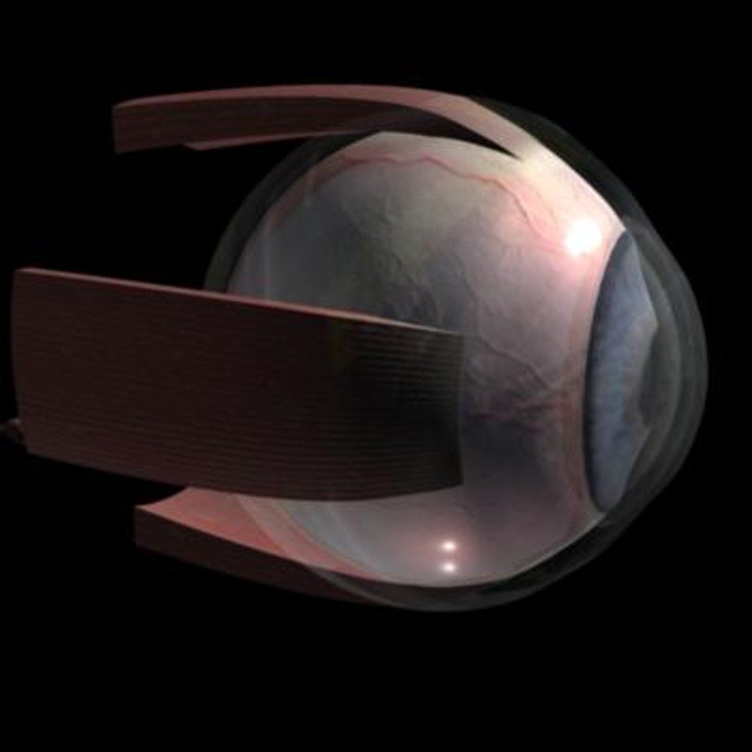 eye segmented anatomically 3d ma