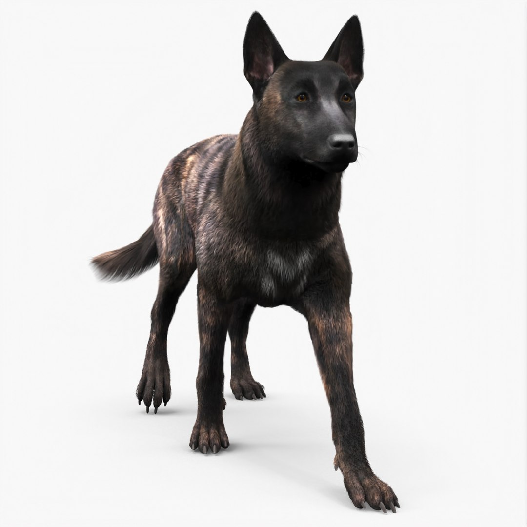 Dog Dutch Shepherd Fur Rigged 3D model preview