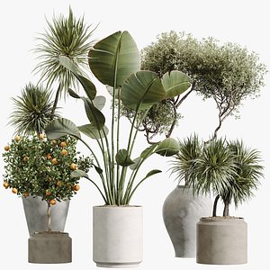 AV Indoor Plants Set 209 Orange Tree Strelitzia Yucca Olive 3D Model model