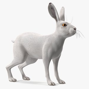 Winter Lepus Europaeus White 3D