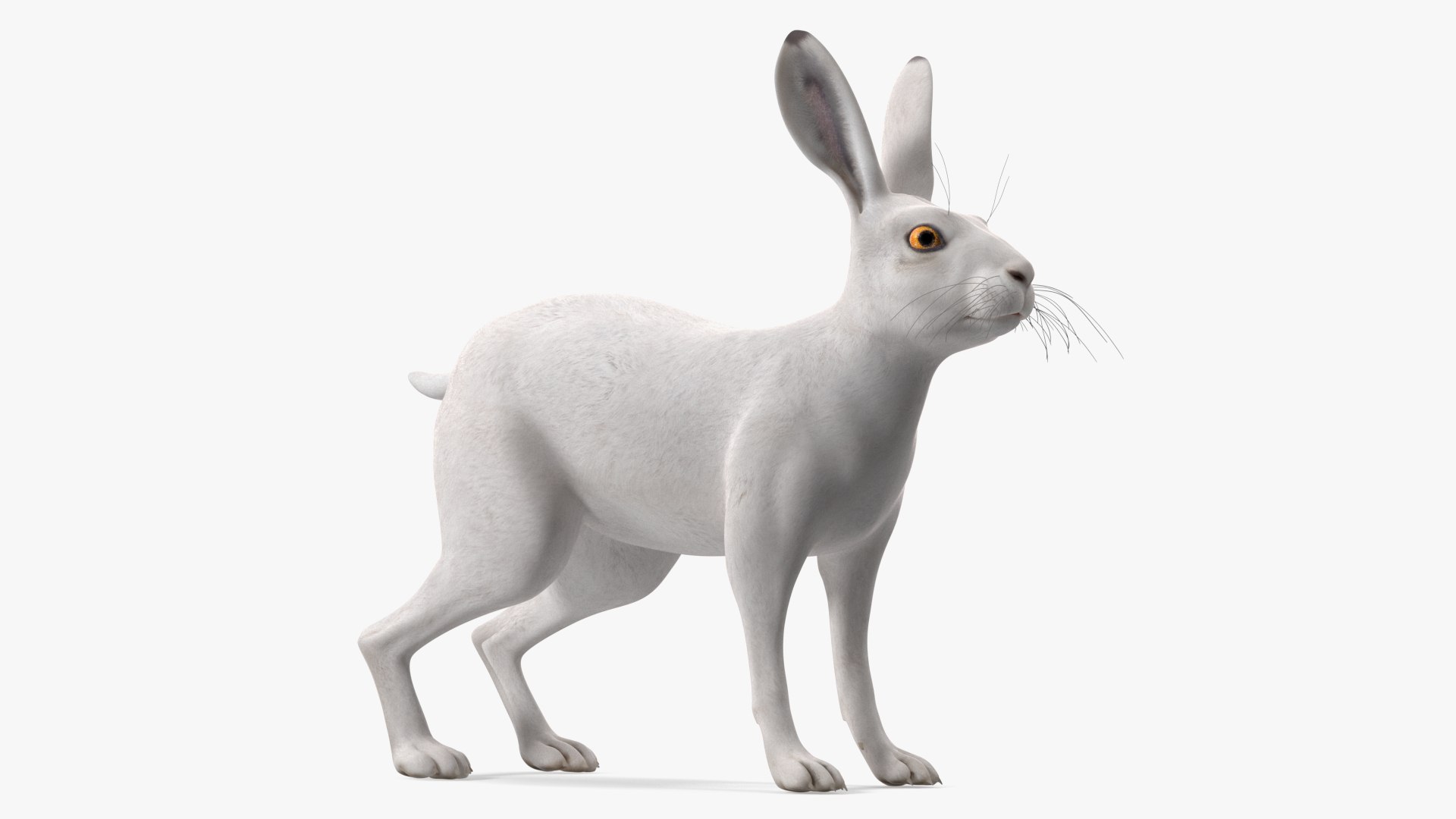Winter Lepus Europaeus White 3D model preview