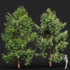 Black locust blossom 2 trees 3D model