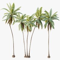 AV Plant Cocos Nucifera Palm Tree 02
