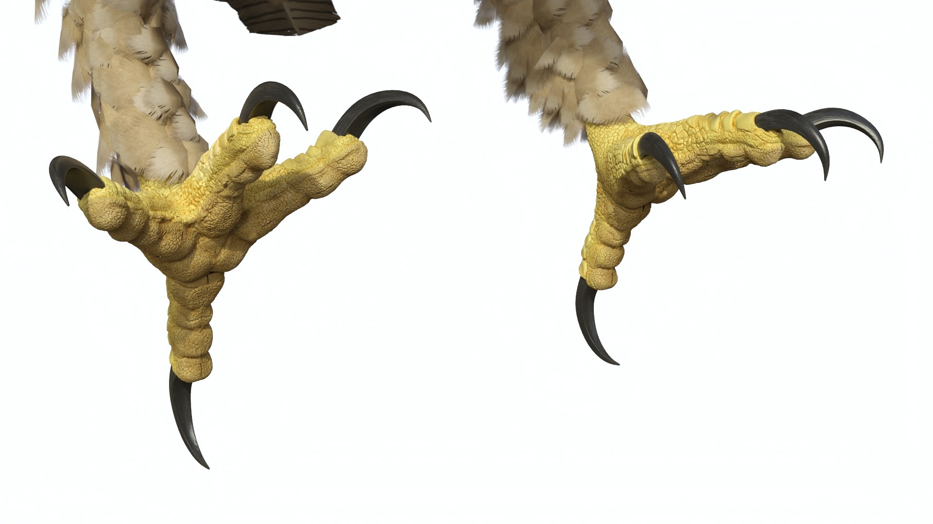 Gurney Eagle Attacking Pose 3D https://p.turbosquid.com/ts-thumb/hb/LQY5jH/C6/gurneyeagleattackingpose3dsmodel011/jpg/1719971830/1920x1080/fit_q87/531a4a5e60ef0c066f28b1344898d57c6f2eae86/gurneyeagleattackingpose3dsmodel011.jpg