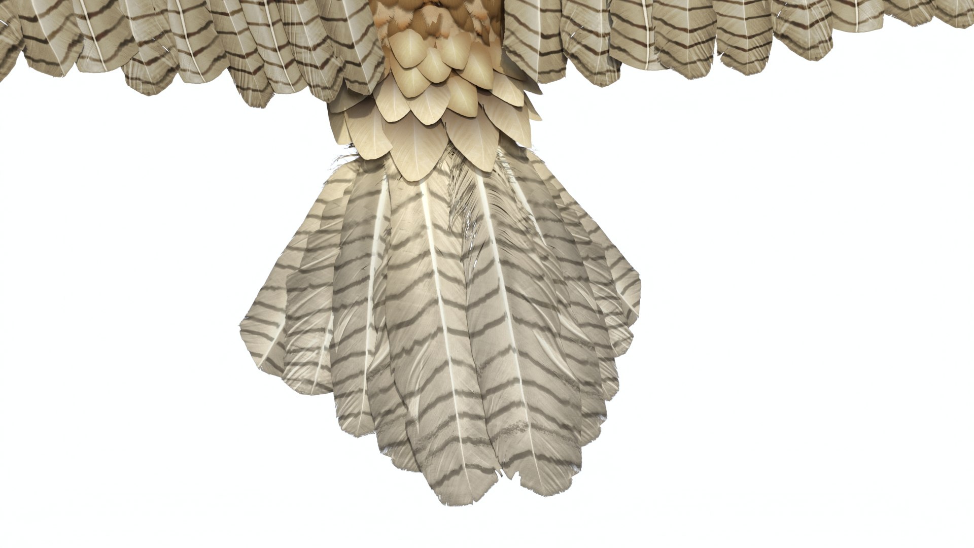 Gurney Eagle Attacking Pose 3D https://p.turbosquid.com/ts-thumb/hb/LQY5jH/LW/gurneyeagleattackingpose3dsmodel015/jpg/1719971859/1920x1080/fit_q87/53567dfc274e2fd720edaaacf7e6365a4c343b04/gurneyeagleattackingpose3dsmodel015.jpg