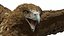 Gurney Eagle Attacking Pose