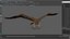 Gurney Eagle Attacking Pose