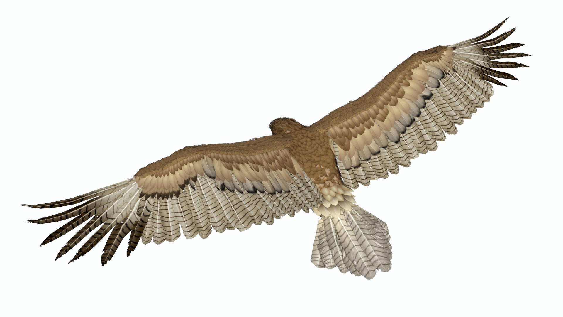 Gurney Eagle Attacking Pose 3D https://p.turbosquid.com/ts-thumb/hb/LQY5jH/Yc/gurneyeagleattackingpose3dsmodel008/jpg/1719971811/1920x1080/fit_q87/ff34b1234e1eb247face7c8cffa56376cd119c45/gurneyeagleattackingpose3dsmodel008.jpg