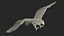 Gurney Eagle Attacking Pose