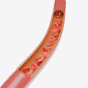 Blood Vessel Cross Section with Red Blood Cells