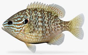 lepomis megalotis longear sunfish 3d model