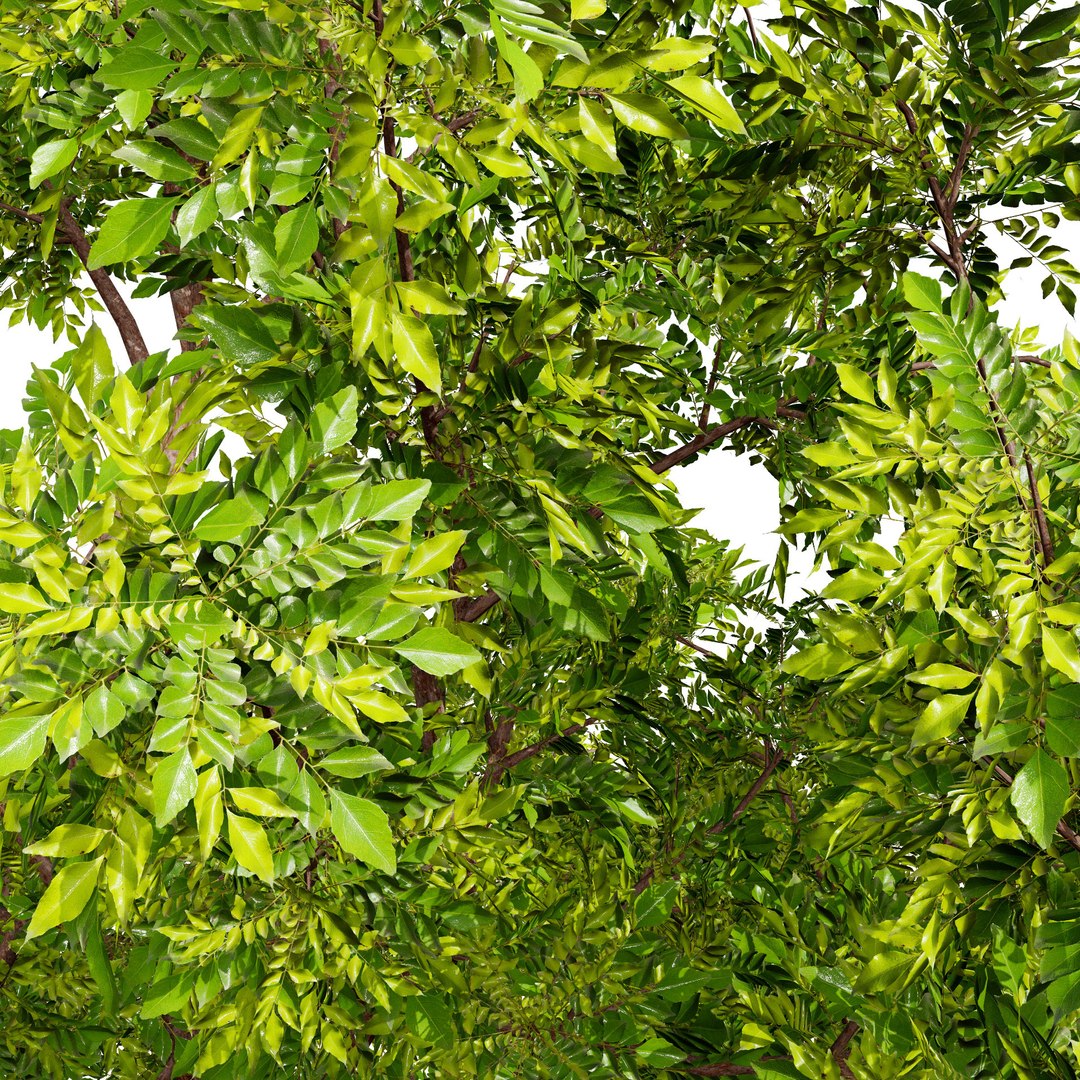 Realistic Neem Tree 3D Model 3D https://p.turbosquid.com/ts-thumb/hb/WH2vcN/7z/02neemplanttree01z01/jpg/1727694045/1920x1080/fit_q87/c01728b5d01457edfffb5ddb2a6e1e975b5ee206/02neemplanttree01z01.jpg