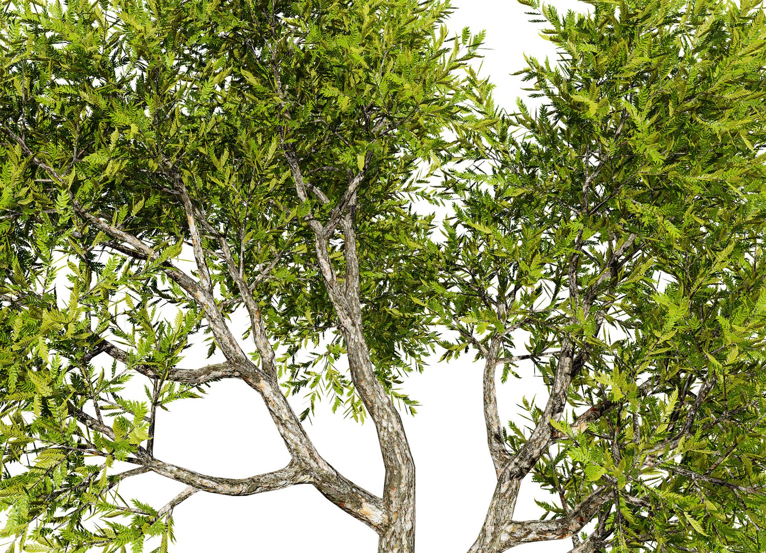 Realistic Neem Tree 3D Model 3D https://p.turbosquid.com/ts-thumb/hb/WH2vcN/J6/01neemplanttree033/jpg/1727694042/1920x1080/fit_q87/49ccd3391201dd5231266b84e5e2ccc67d3a9465/01neemplanttree033.jpg
