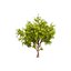 Realistic Neem Tree 3D Model 3D
