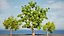 Realistic Neem Tree 3D Model 3D