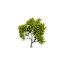 Realistic Neem Tree 3D Model 3D