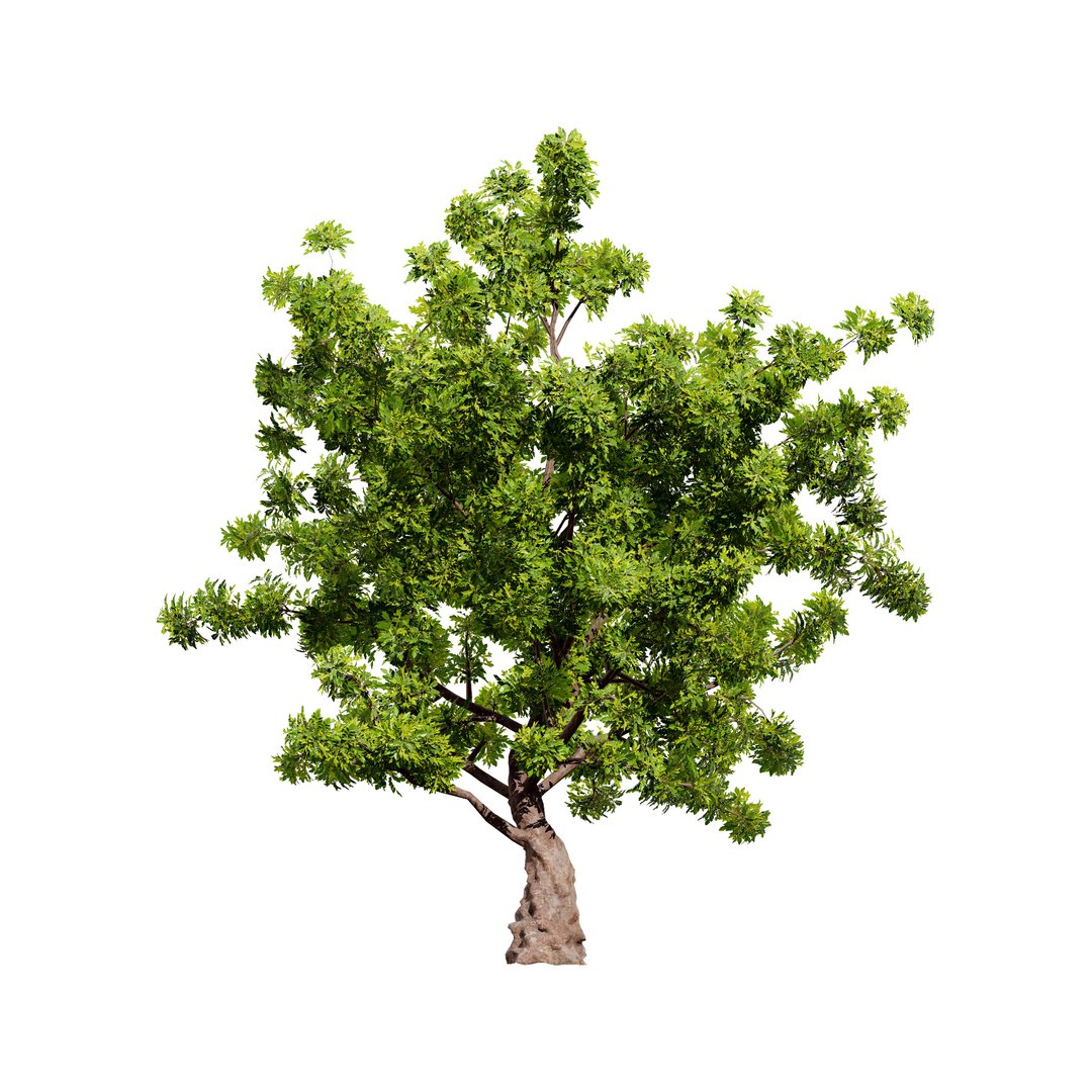 Realistic Neem Tree 3D Model 3D https://p.turbosquid.com/ts-thumb/hb/WH2vcN/fP/neemplanttree010334/jpg/1727694048/1920x1080/fit_q87/93cf2600691ef50bff2d15230f8dfdc2c2a6ca23/neemplanttree010334.jpg