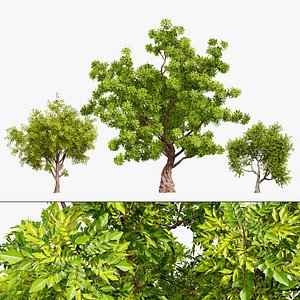 Realistic Neem Tree