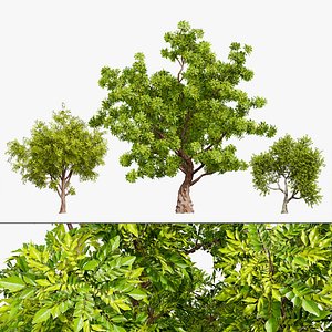 Realistic Neem Tree