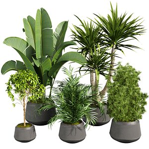 3D model Collection plant vol 810 - palm - banana - indoor - leaf