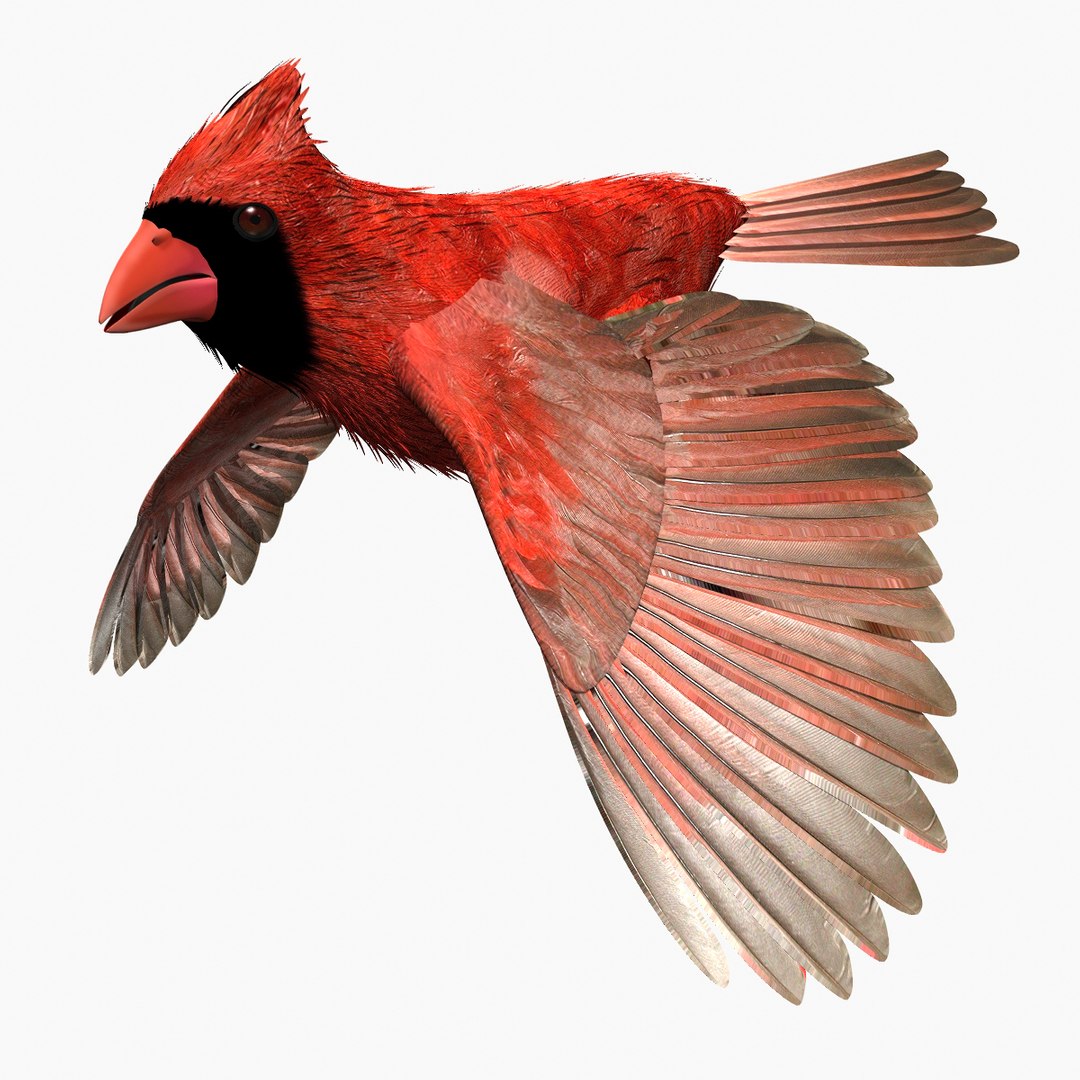 free clipart cardinal with wing spread