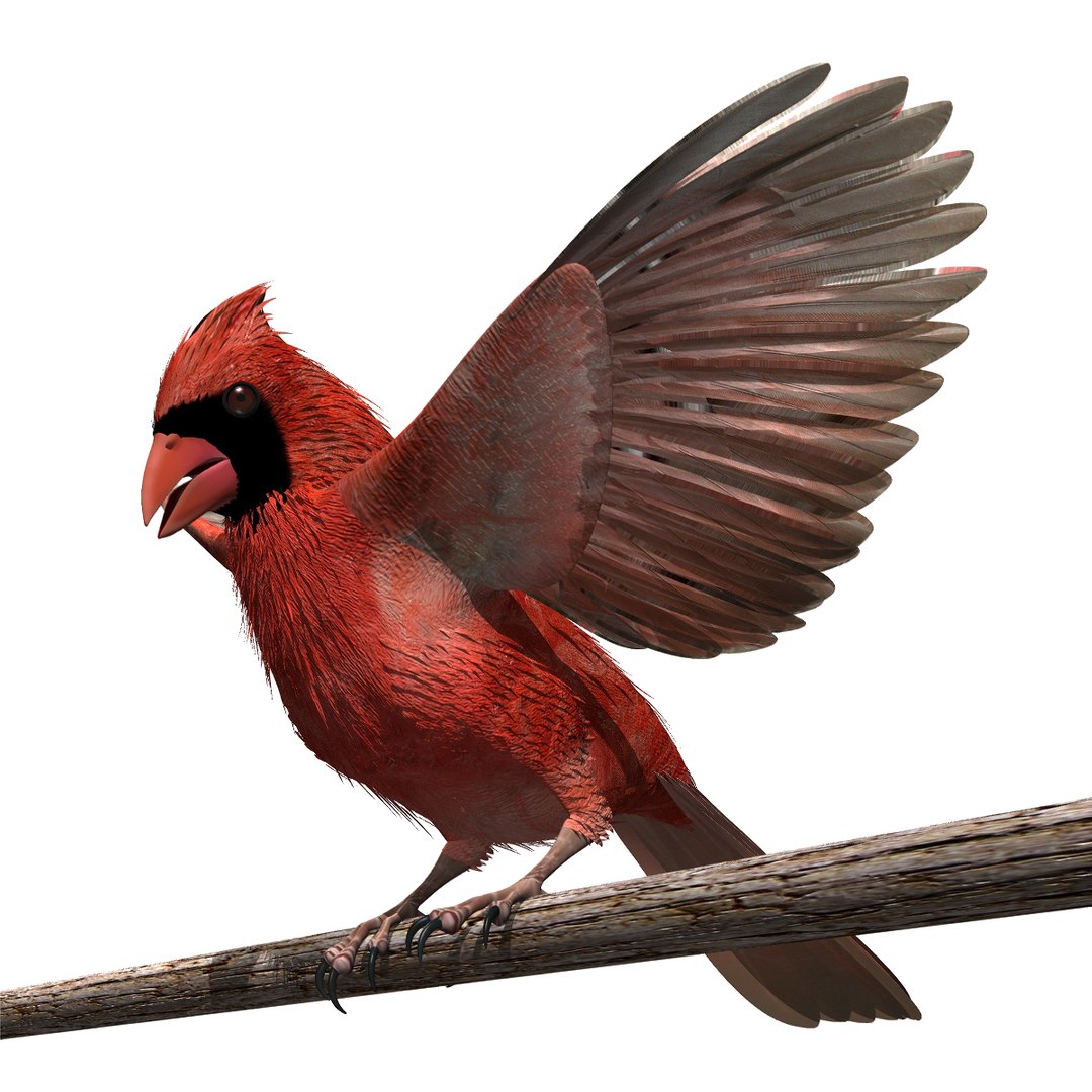 cardinal bird flight lightwave male 3d model https://p.turbosquid.com/ts-thumb/hb/ZIPPmG/Slt6Kx4F/cardinalm11/jpg/1327703356/1920x1080/fit_q87/07c110235626717b7b4873d472ea86a7cfd64eac/cardinalm11.jpg