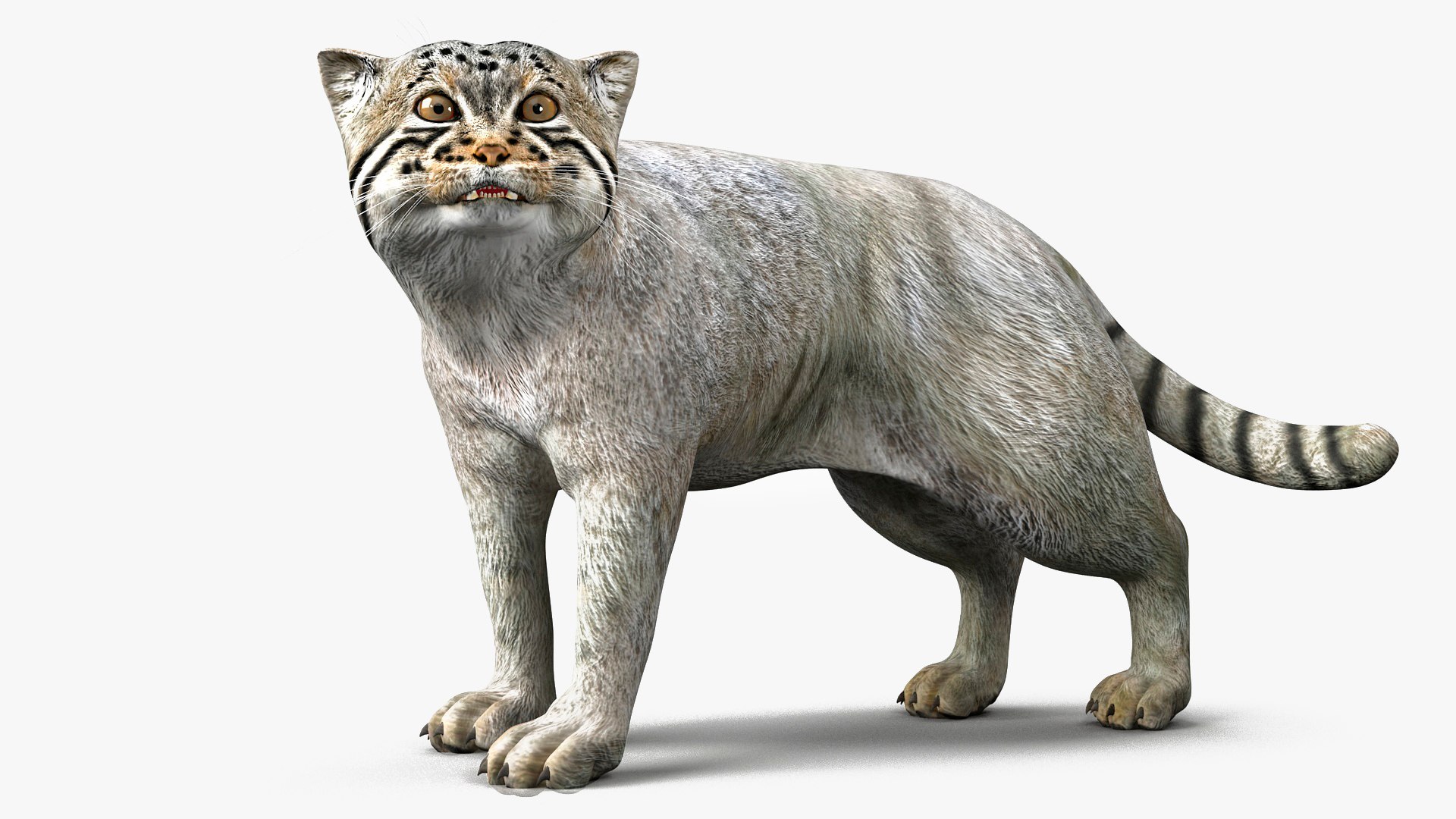 Pallas Cat Rigged for Maya 3D model preview