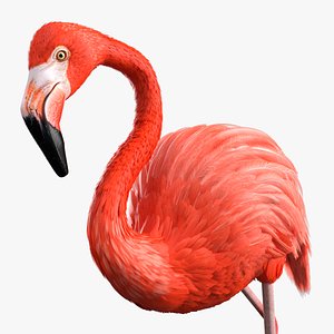 3D Tropical Bird Flamingo Pink Rigged for Maya